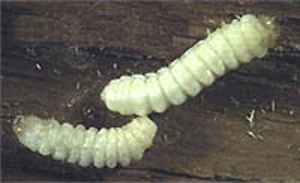 Личинка жука короеда