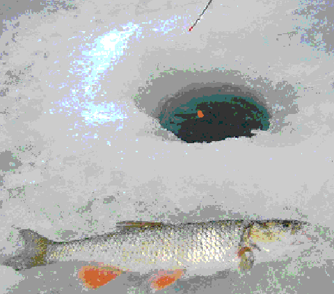 Картинка Ловля голавля на поплавок зимой